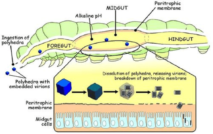 Schematic diagram of the nucleopolyhedroviruse (NPV) infection of an insect host.
