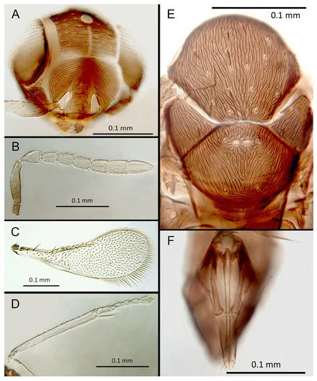 insects-14-00570-g013-550