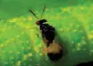 Biological Control Network